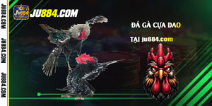 Đá gà cựa dao: Đặc điểm, quy ước và góc nhìn xã hội